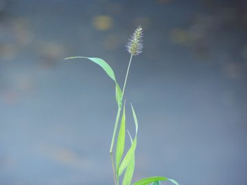Gramigna con spiga appiccicosa - Setaria sp.